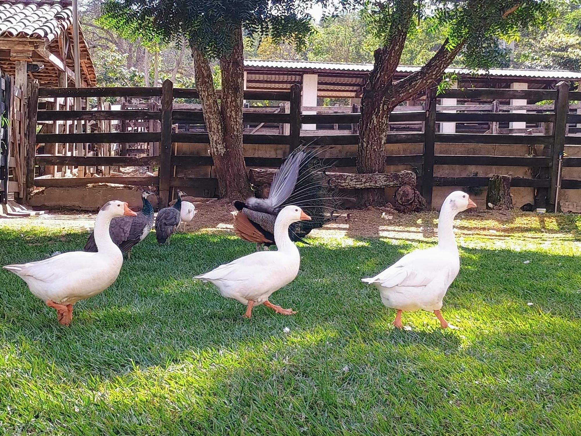 Aguas Vivas Hotel Fazenda 피라노폴리스 외부 사진